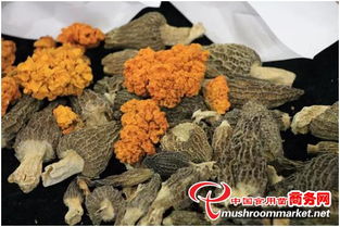 河北食用菌成2017中国·廊坊国际有机食品展新宠 初加工提升农产品附加值