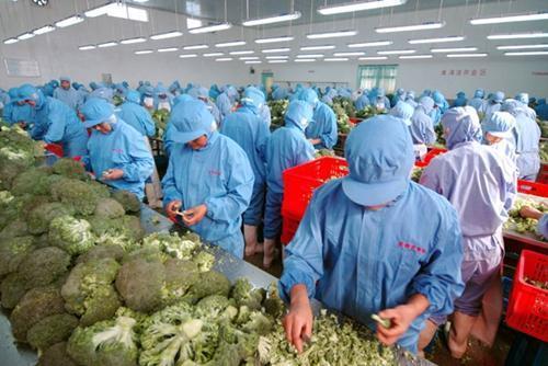 农产品初加工企业是否免征企业所得税？——聚焦食用农产品初加工优惠政策